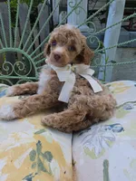 MARISOL CREAMY APRICOT, a female Poodle - Miniature  for sale in Bowling Green, KY – 2 of 10