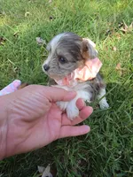 GRACE BLUE PARTI YORKIPOO, a female Yorkipoo for sale in Bowling Green, KY – 2 of 10