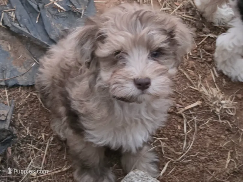 TUTTLE CHOCOLATE MERLE BOY – Schnoodle puppy for sale in Bowling Green, KY