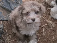 TUTTLE CHOCOLATE MERLE BOY, a male Schnoodle for sale in Bowling Green, KY – 1 of 7