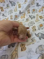 REACHER RED MINIATURE , a male Poodle - Miniature  for sale in Bowling Green, KY – 9 of 10