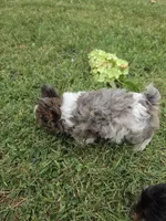 LOCK BLUE MERLE PARTI, a male Yorkipoo for sale in Bowling Green, KY – 10 of 10