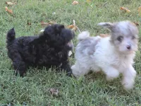 WINSLOW BLUE MERLE PARTI WITH 1 BLUE EYE, a male Schnoodle for sale in Bowling Green, KY – 6 of 10