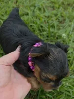 PATTEN YORKIPOO MALE, a male Yorkipoo for sale in Bowling Green, KY – 8 of 10