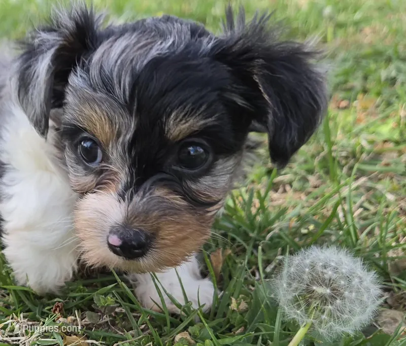 BIZZY BEE FOR ME – Yorkipoo puppy for sale in Bowling Green, KY