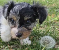 BIZZY BEE FOR ME, a female Yorkipoo for sale in Bowling Green, KY – Photo 1 of 2