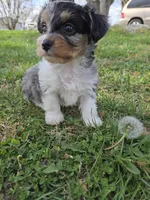 BIZZY BEE FOR ME, a female Yorkipoo for sale in Bowling Green, KY – Photo 2 of 2