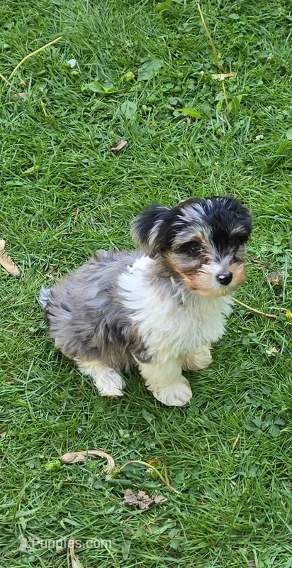 BIZZY BEE FOR ME – Yorkipoo puppy on hold in Bowling Green, KY