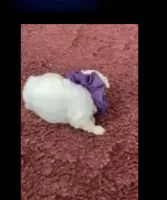Sherri, a female Maltese for sale in Bowling Green, KY – 3 of 9