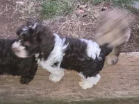 TIPPER CHOCOLATE PARTI BOY, a male Schnoodle for sale in Bowling Green, KY – 2 of 6