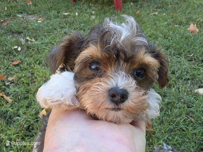 GREER TRI-COLORED MALE – Yorkipoo puppy for sale in Bowling Green, KY