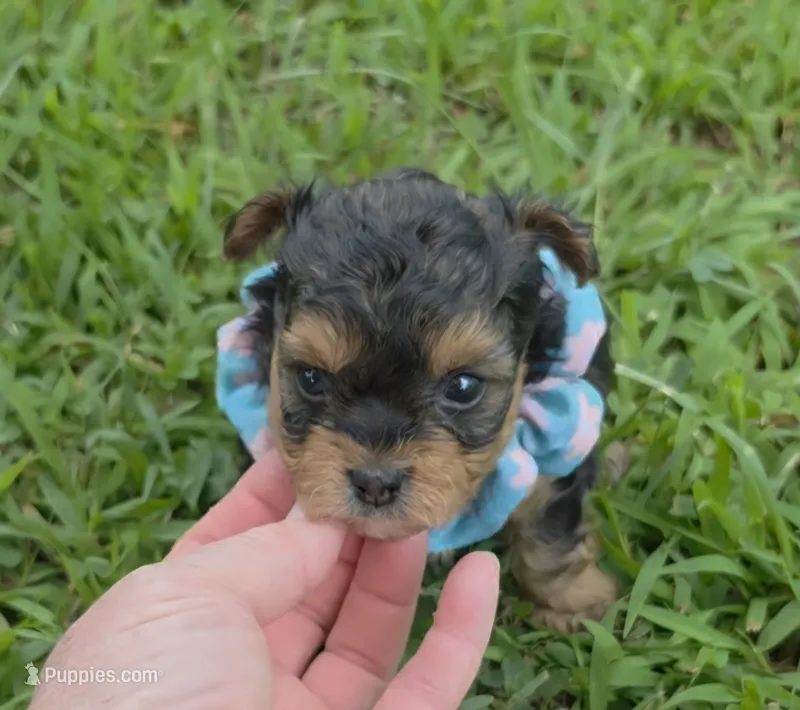PADDEN YORKIPOO MALE – Yorkipoo puppy for sale in Bowling Green, KY