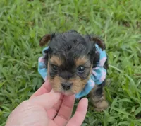 PADDEN YORKIPOO MALE, a male Yorkipoo for sale in Bowling Green, KY – 1 of 9