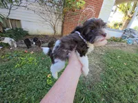 WRYN TOY SCHNOODLE GIRL, a female Schnoodle for sale in Bowling Green, KY – 7 of 10