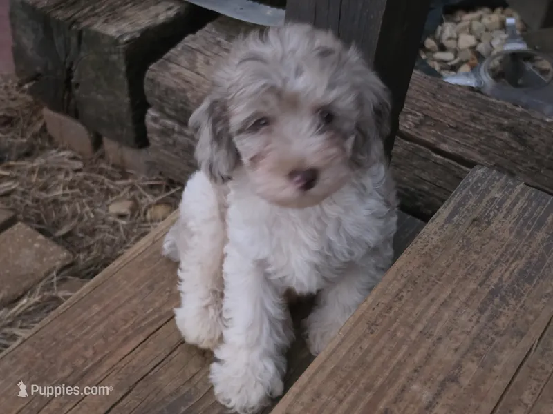 TETLEY LIGHT CHOCOLATE MERLE PARTI WITH BLUE EYE – Schnoodle puppy for sale in Bowling Green, KY