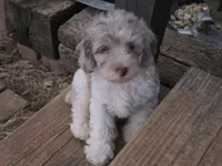 TETLEY LIGHT CHOCOLATE MERLE PARTI WITH BLUE EYE, a male Schnoodle for sale in Bowling Green, KY – 1 of 6