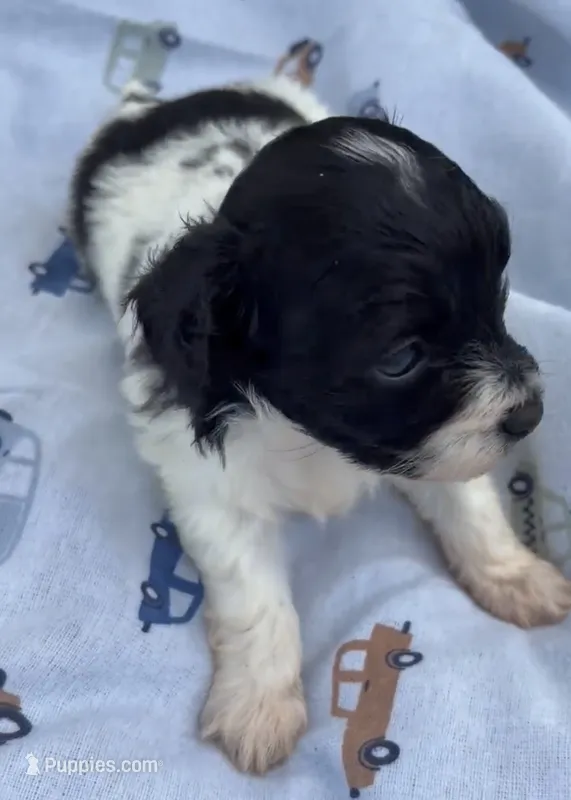 LITTLE SNIP HAVAPOO – Yorkshire Terrier, Havapoo puppy for sale in Bowling Green, KY