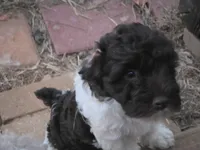 TENSLEY CHOCOLATE PARTI GIRL, a female Schnoodle for sale in Bowling Green, KY – 5 of 5