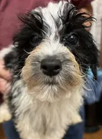 BANDIT YORKIPOO MIX, a male Yorkshire Terrier and Havapoo for sale in Bowling Green, KY – 2 of 5