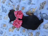 DIGBY LITTLE YORKIE BOY, a male Yorkshire Terrier for sale in Bowling Green, KY – 7 of 7