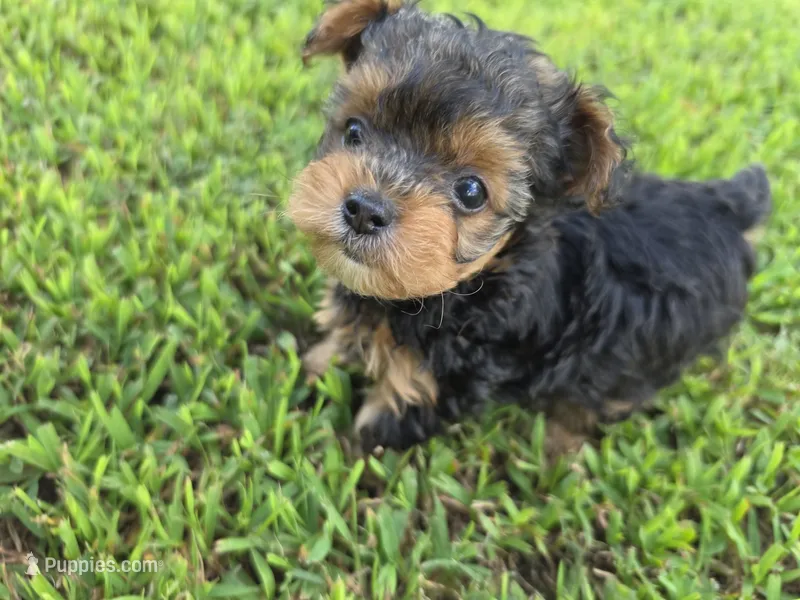 PADDEN YORKIPOO MALE – Yorkipoo puppy for sale in Bowling Green, KY
