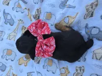 DIGBY LITTLE YORKIE BOY, a male Yorkshire Terrier for sale in Bowling Green, KY – 4 of 7