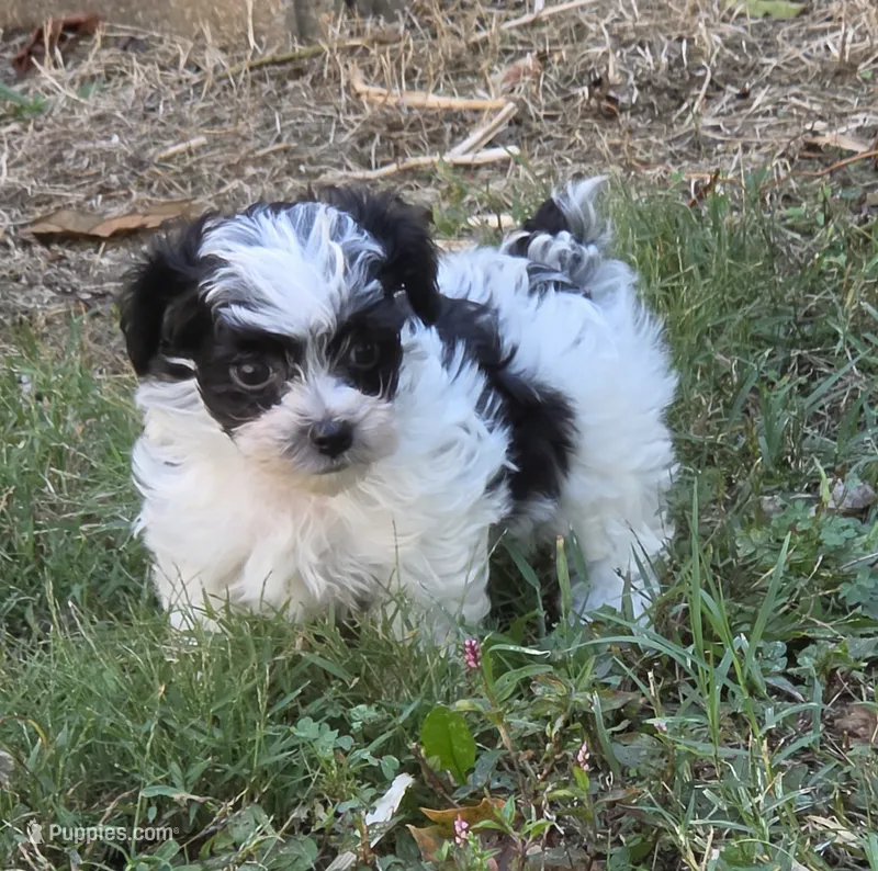 GRANT YORKIPOO BOY – Yorkipoo puppy for sale in Bowling Green, KY