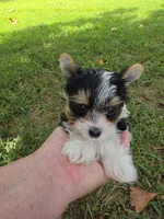 TINY ANDERS YORKIPOO, a male Yorkipoo for sale in Bowling Green, KY – 3 of 10