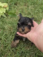 LINK TINY YORKIPOO, a male Yorkipoo for sale in Bowling Green, KY – 10 of 10