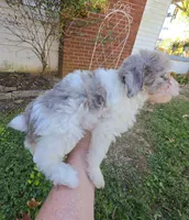 WINSLOW BLUE MERLE PARTI WITH 1 BLUE EYE, a male Schnoodle for sale in Bowling Green, KY – 5 of 10