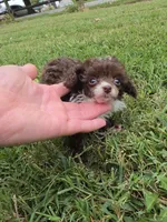 DAINTY TINY TEACUP GIRL, a female Poodle - Toy  for sale in Bowling Green, KY – 2 of 10