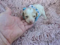 Padigan APRICOT MERLE, a female Poodle - Miniature  for sale in Bowling Green, KY – 2 of 10
