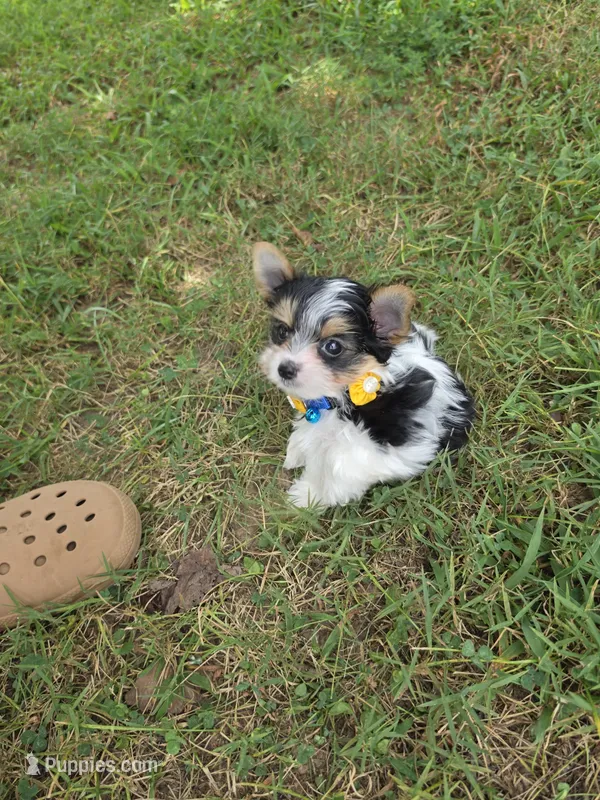 ANDERS LITTLE YORKIPOO – Yorkipoo puppy for sale in Bowling Green, KY