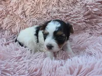 PIGEON YORKIPOO GIRL, a female Yorkipoo for sale in Bowling Green, KY – 5 of 10