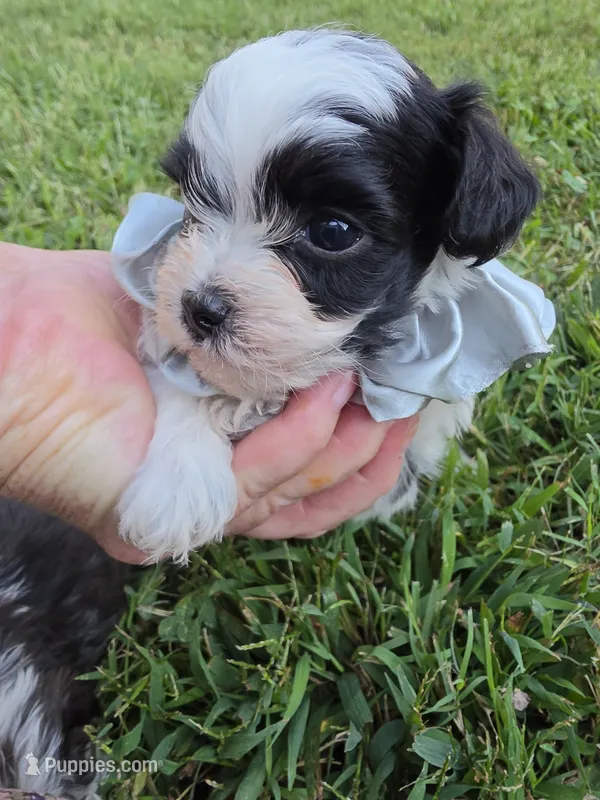 GRANT YORKIPOO BOY – Yorkipoo puppy for sale in Bowling Green, KY