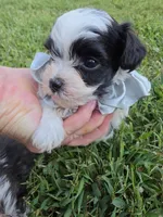 GRANT YORKIPOO BOY, a male Yorkipoo for sale in Bowling Green, KY – 1 of 10