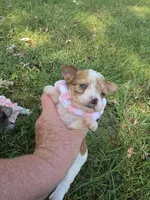 GIDGET YORKIPOO GIRL, a female Yorkipoo for sale in Bowling Green, KY – 2 of 9