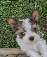 TOY SABLE PARTI BOY 5 LB, a male Yorkshire Terrier for sale in Bowling Green, KY – Photo 5 of 7