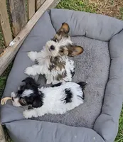 TOY SABLE PARTI BOY 5 LB, a male Yorkshire Terrier for sale in Bowling Green, KY – Photo 2 of 7