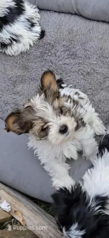 TOY SABLE PARTI BOY 5 LB – Yorkshire Terrier puppy for sale in Bowling Green, KY