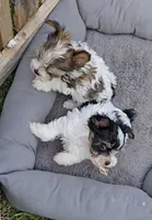 TOY SABLE PARTI BOY 5 LB, a male Yorkshire Terrier for sale in Bowling Green, KY – Photo 4 of 7