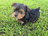 PRESLEY YORKIPOO BOY, a male Yorkipoo for sale in Bowling Green, KY – 8 of 8