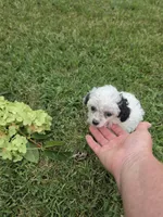 DEARLY TINY TOY GIRL, a female Poodle - Toy  for sale in Bowling Green, KY – 10 of 10