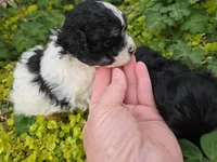CURLY BLACK/WHITE YORKIPOO, a male Yorkipoo for sale in Bowling Green, KY – Photo 3 of 3