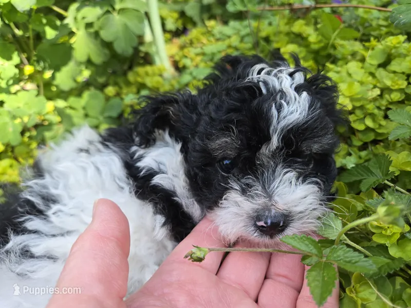 CURLY BLACK/WHITE YORKIPOO – Yorkipoo puppy for sale in Bowling Green, KY