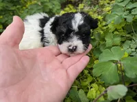 CURLY BLACK/WHITE YORKIPOO, a male Yorkipoo for sale in Bowling Green, KY – Photo 1 of 3