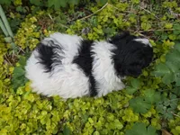 CURLY BLACK/WHITE YORKIPOO, a male Yorkipoo for sale in Bowling Green, KY – Photo 2 of 3