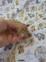 REACHER RED MINIATURE , a male Poodle - Miniature  for sale in Bowling Green, KY – 10 of 10