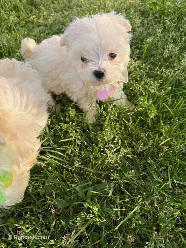 WREN PINK COLLAR GIRL – Maltese puppy for sale in Bowling Green, KY