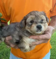 BLUE MERLE AND TAN, a male Yorkipoo for sale in Bowling Green, KY – 2 of 5